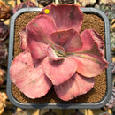 Echeveria 'Suyon' Variegated 5" Large Succulent Plant Cutting