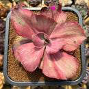 Echeveria 'Suyon' Variegated 5" Large Succulent Plant Cutting