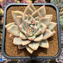 Echeveria 'Pineapple' 3" Succulent Plant Cutting