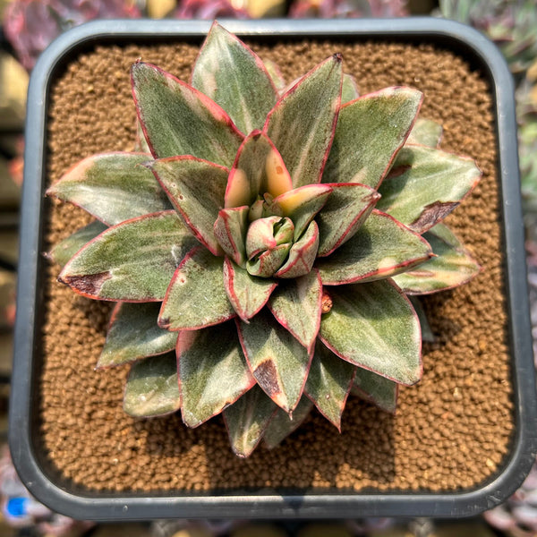 Echeveria 'Monocerotis' Variegated 3"-4" Large *Some imperfections* Succulent Plant Cutting