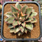 Echeveria 'Monocerotis' Variegated 3"-4" Large *Some imperfections* Succulent Plant Cutting