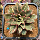 Echeveria 'Monocerotis' Variegated 3"-4" Large *Some imperfections* Succulent Plant Cutting