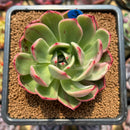 Echeveria Agavoides 'Flamenco' Variegated 3" Succulent Plant Cutting