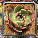Echeveria Agavoides 'Flamenco' Variegated 3" Succulent Plant Cutting