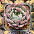 Echeveria 'Onyx' 2" Succulent Plant Cutting