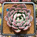 Echeveria 'Onyx' 2" Succulent Plant Cutting