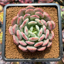Echeveria 'Onyx' 2" Succulent Plant Cutting