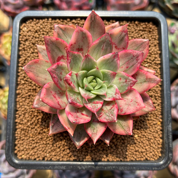 Echeveria 'Leopard' Silver Variegated 2