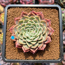 Echeveria 'Mata' 2"-3" Succulent Plant Cutting