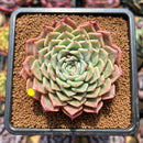Echeveria 'Mata' 2"-3" Succulent Plant Cutting