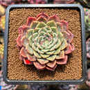 Echeveria 'Mata' 2"-3" Succulent Plant Cutting