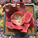Echeveria 'Diamond State' Variegated 3" Succulent Plant Cutting