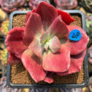 Echeveria 'Diamond State' Variegated 3" Succulent Plant Cutting