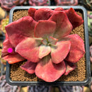 Echeveria 'Diamond State' Variegated 3" Succulent Plant Cutting