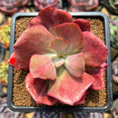 Echeveria 'Diamond State' Variegated 3" Succulent Plant Cutting