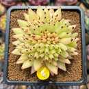 Echeveria Agavoides 'Maria' Crested 3" Succulent Plant Cutting