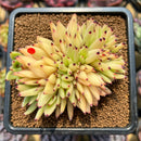 Echeveria Agavoides 'Maria' Crested 3" Succulent Plant Cutting