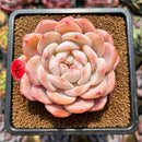 Echeveria 'Orange Monroe' 3" Succulent Plant Cutting