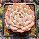 Echeveria 'Orange Monroe' 3" Succulent Plant Cutting