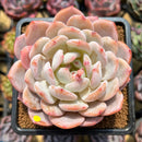 Echeveria 'Orange Monroe' 3" Succulent Plant Cutting