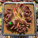 Echeveria 'Fushike' 3" Succulent Plant Cutting
