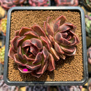 Echeveria 'Fushike' 3" Succulent Plant Cutting