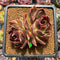 Echeveria 'Fushike' 3" Succulent Plant Cutting