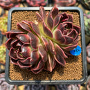 Echeveria 'Fushike' 3" Succulent Plant Cutting