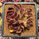 Echeveria 'Fushike' 3" Succulent Plant Cutting