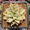 Echeveria 'Jade Star' Variegated 3" Succulent Plant Cutting