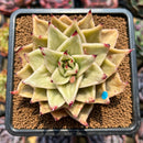 Echeveria 'Jade Star' Variegated 3" Succulent Plant Cutting
