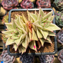 Echeveria 'Jade Star' Variegated 3" Double Headed Succulent Plant Cutting
