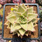 Echeveria 'Jade Star' Variegated 3" Succulent Plant Cutting