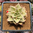 Echeveria 'Jade Star' Variegated 3" Succulent Plant Cutting