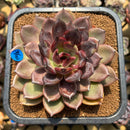 Echeveria 'Dark Chocolate' 4"-5" Succulent Plant Cutting