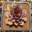 Echeveria 'Dark Chocolate' 4"-5" Succulent Plant Cutting