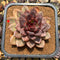 Echeveria 'Dark Chocolate' 4"-5" Succulent Plant Cutting