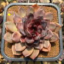 Echeveria 'Dark Chocolate' 4"-5" Succulent Plant Cutting
