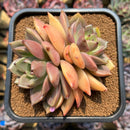 Echeveria 'Dark Chocolate' 4"-5" Succulent Plant Cutting