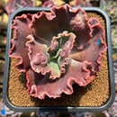 Echeveria 'Mauna Loa' 3" Succulent Plant Cutting