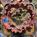 Echeveria 'Mauna Loa' 3" Succulent Plant Cutting