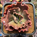 Echeveria 'Mauna Loa' 3" Succulent Plant Cutting