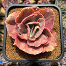 Echeveria sp. Variegated 3"-4" Succulent Plant Cutting
