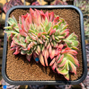Echeveria 'Luella' Crested 4" Succulent Plant Cutting