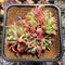 Echeveria 'Luella' Crested 4" Succulent Plant Cutting