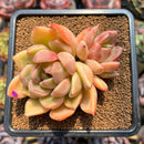 Echeveria 'Dark Ice' 2"-3" Succulent Plant Cutting