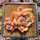 Echeveria 'Dark Ice' 2"-3" Succulent Plant Cutting