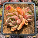 Echeveria 'Dark Ice' 2"-3" Succulent Plant Cutting