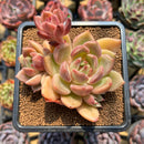 Echeveria 'Dark Ice' 2"-3" Succulent Plant Cutting