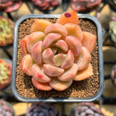 Echeveria 'Dark Ice' 2" Succulent Plant Cutting